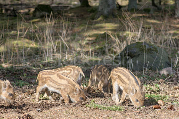 Sauvage sanglier porc alimentaire forêt Photo stock © Arrxxx