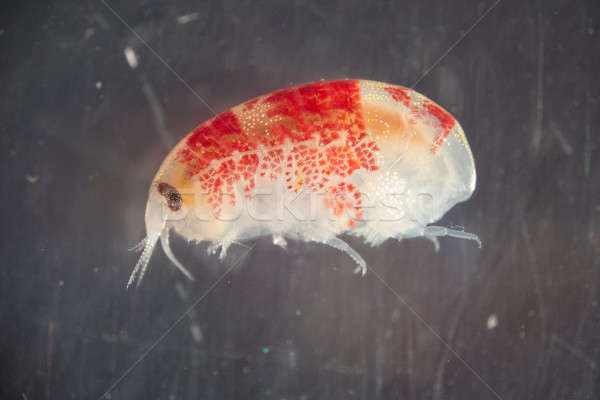 In giro isola acqua mare Ocean scienza Foto d'archivio © Arrxxx