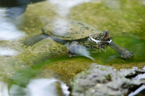Kínai tavacska teknős ül víz veszélyeztetett fajok Stock fotó © Arrxxx