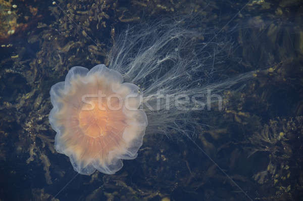Lion's mane jellyfish Stock photo © Arrxxx