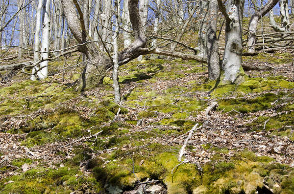 Wald Moos Winter grünen Baum Holz Stock foto © Arrxxx
