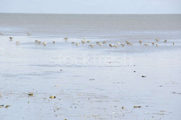 Black-tailed Godwit, Limosa limosa Stock photo © Arrxxx