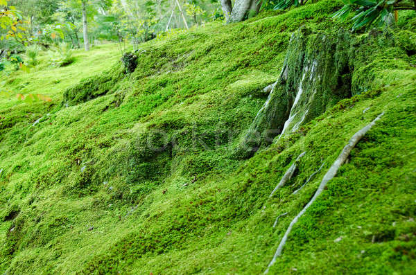 Musgo forestales piso cubierto naturales verde Foto stock © Arrxxx