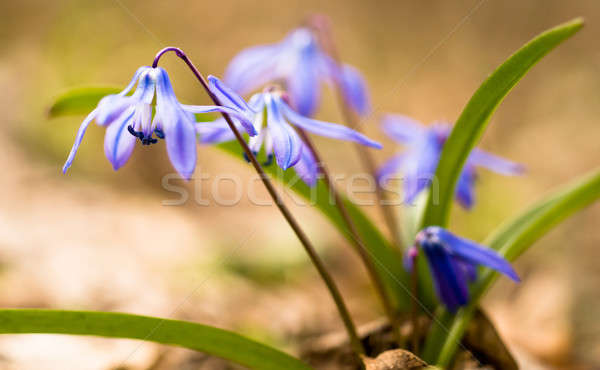 Primăvară timp flori macro superficial dincolo de Imagine de stoc © Arsgera