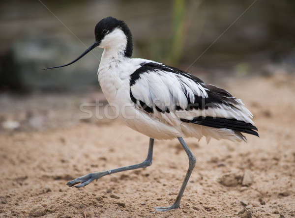 Pied avocet: wader walking on sand Stock photo © Arsgera