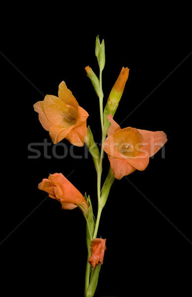 Beautiful gladiolus flower over black Stock photo © Arsgera