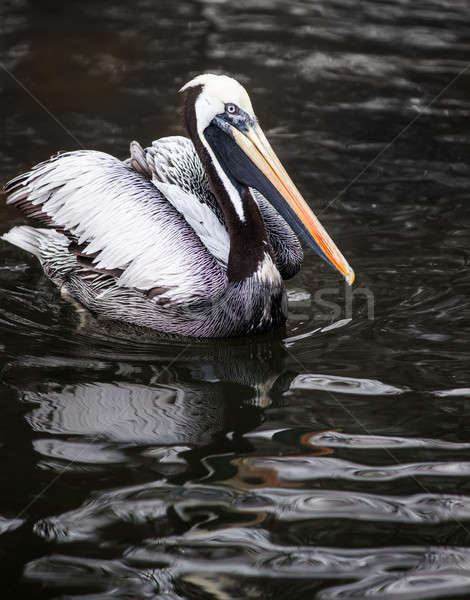 Peruvian Pelican: birds from South America   Stock photo © Arsgera