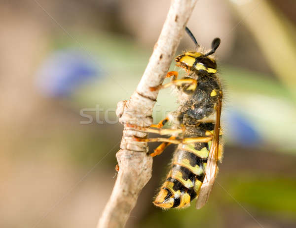 Spring Macro - wasp on thin branch Stock photo © Arsgera