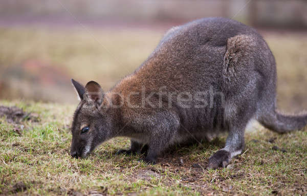 Wallaby feeding on the grass Stock photo © Arsgera