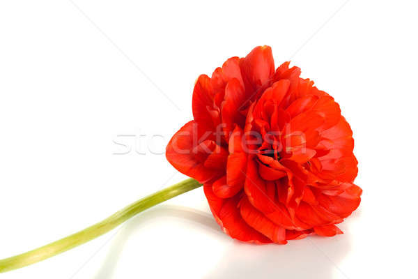 Foto stock: Vermelho · tulipa · flor · broto · branco · isolado