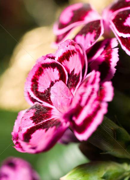 Közelkép szegfű rózsaszín virágágy virág kert Stock fotó © Arsgera
