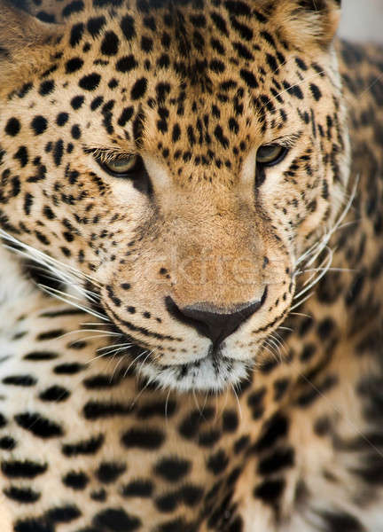 Wild animals: Portrait of leopard Stock photo © Arsgera