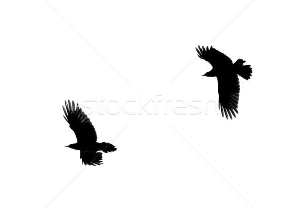 Zwei Vögel Silhouetten zurück Beleuchtung weiß Stock foto © Arsgera