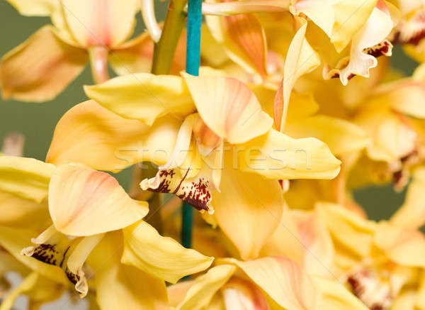 Citromsárga orchidea virág rügy virágok természet Stock fotó © Arsgera