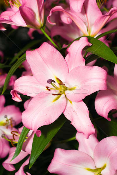 Stock photo: Close-up of pink Lily from Keukenhof park