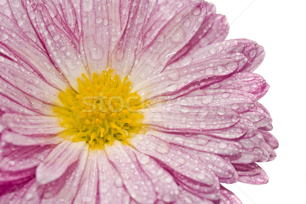 Macro of golden-daisy with droplets Stock photo © Arsgera