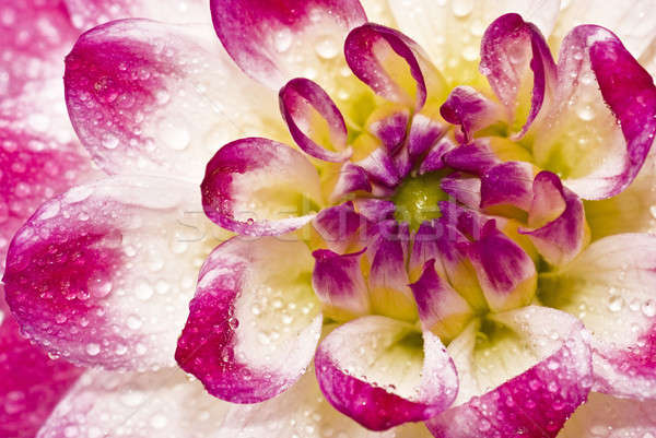 Stock foto: Wet · rosa · Dahlie · Wassertropfen · Natur