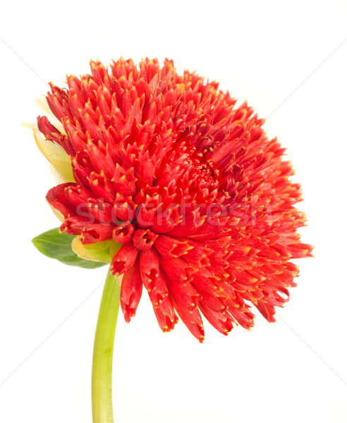 Bella rosso dalia fiore bud isolato Foto d'archivio © Arsgera