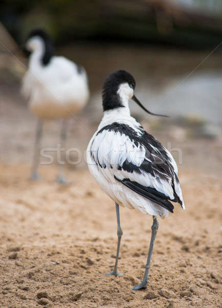Pied avocet: black and white wader Stock photo © Arsgera