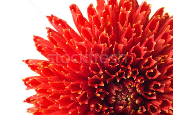 Rosso fiore bud dalia isolato bianco Foto d'archivio © Arsgera
