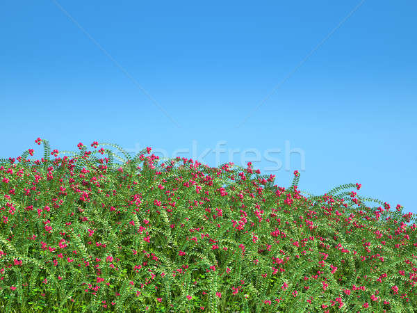 Cranberry thicket and blue sky Stock photo © Arsgera
