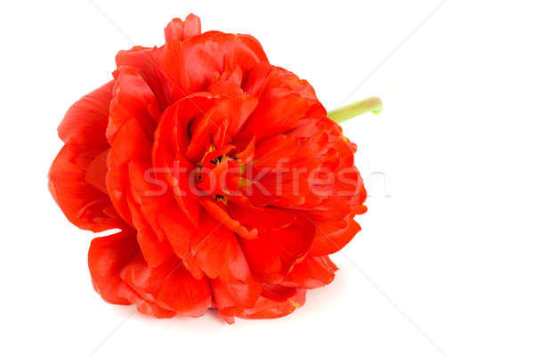 Foto d'archivio: Primo · piano · rosso · tulipano · bud · isolato · bianco