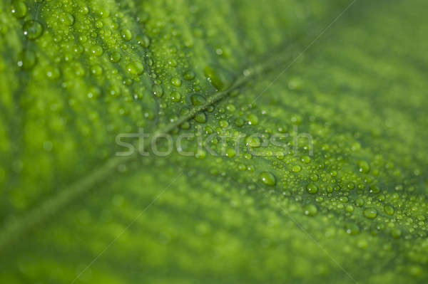 Zöld levél cseppek víz esőcseppek levél eső Stock fotó © Arsgera