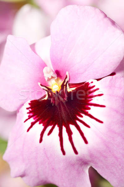 Közelkép rózsaszín orchidea virág virágok természet Stock fotó © Arsgera