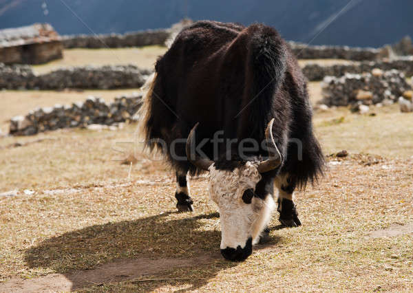 rural life in Nepal: Yak and highland village Stock photo © Arsgera