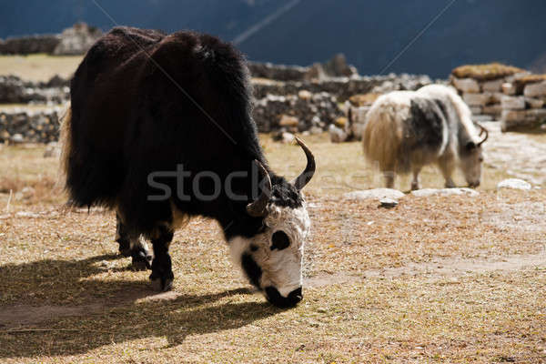 livestock in Nepal: Yak in highland village in Himalayas Stock photo © Arsgera
