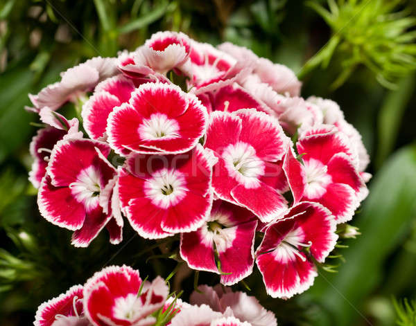 Hermosa clavel rosa flores flor Foto stock © Arsgera