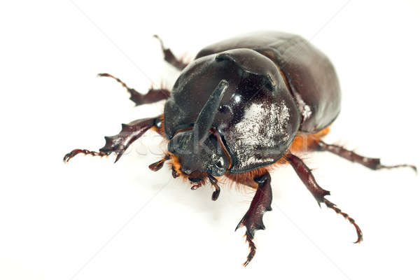 Macro of rhinoceros or unicorn beetle Stock photo © Arsgera