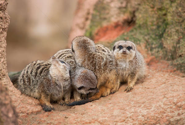 Look out: watchful meerkats Stock photo © Arsgera