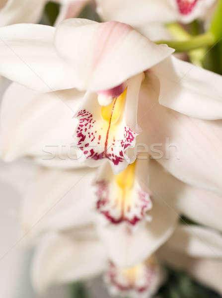 白 蘭 花 つぼみ 花 自然 ストックフォト © Arsgera