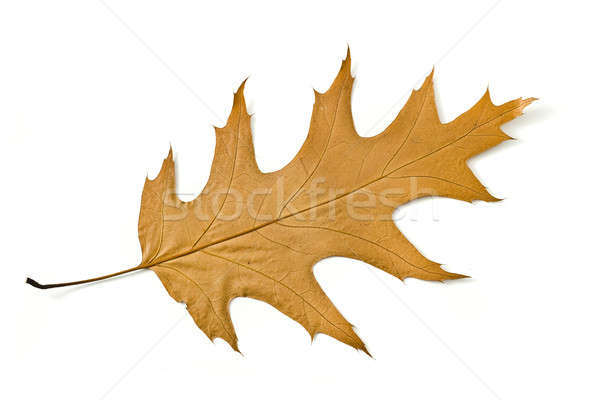 Belo outono amarelo maple leaf isolado branco Foto stock © Arsgera