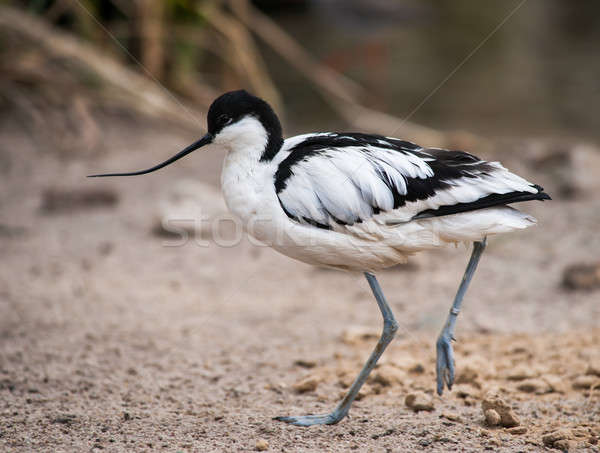 Wader: black and white Pied avocet Stock photo © Arsgera