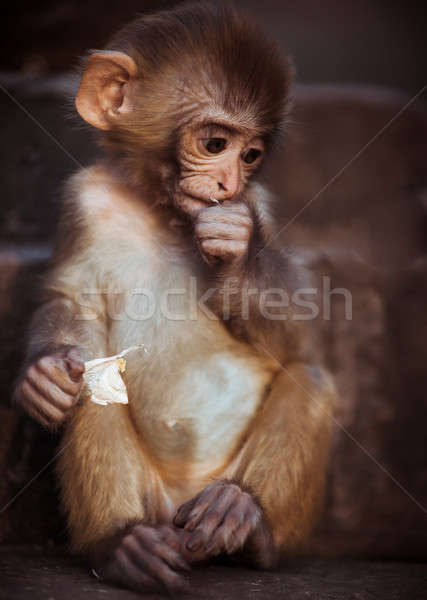 Portrait of Rhesus macaque baby sitting Stock photo © Arsgera