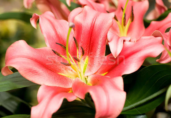 Lily flower bud from Keukenhof Stock photo © Arsgera