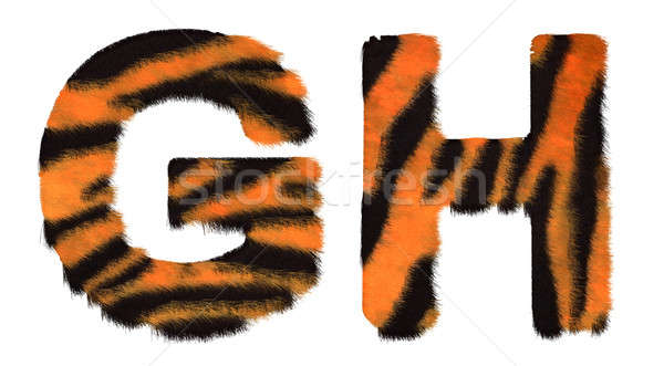 Tiger fell G and H letters isolated Stock photo © Arsgera