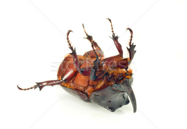 Belly of unicorn or rhinoceros beetle Stock photo © Arsgera