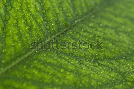 Zöld levél cseppek esőcseppek levél nyár zöld Stock fotó © Arsgera