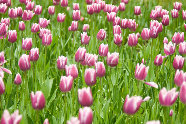 Holland tulipánok park tavasz Hollandia virág Stock fotó © Arsgera