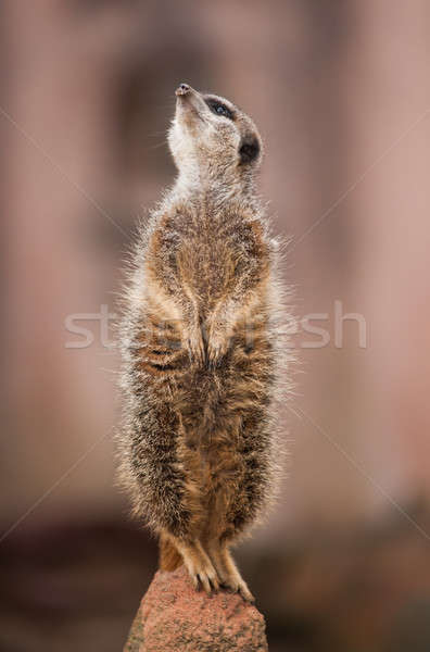 Look  out: watchful meerkat or suricate Stock photo © Arsgera