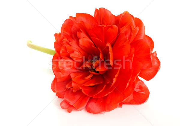 Rosso tulipano bud isolato bianco fiore Foto d'archivio © Arsgera