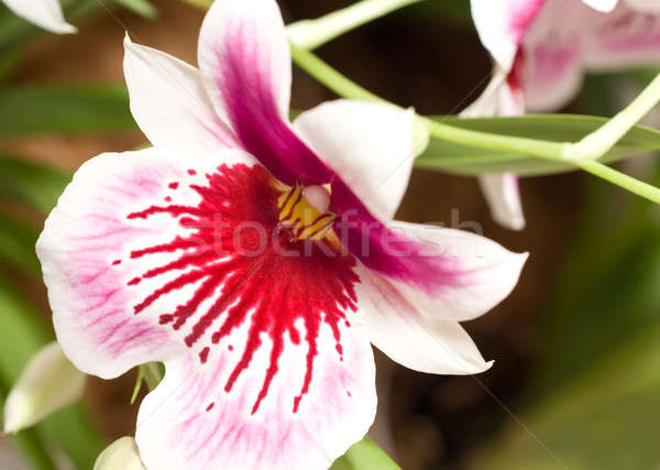 Stockfoto: Orchidee · bloesem · bloem · bloemen · natuur