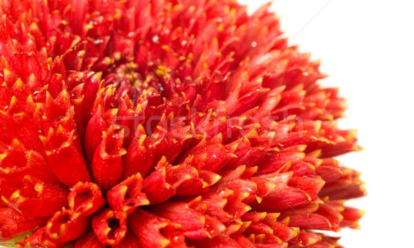 Stock photo: flower bud of red dahlia