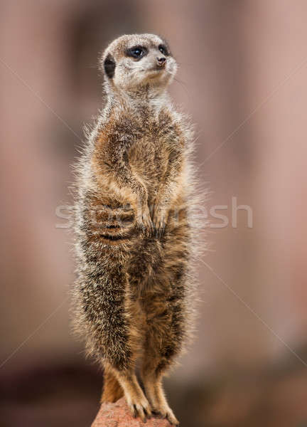 Animals of Africa: watchful meerkat Stock photo © Arsgera