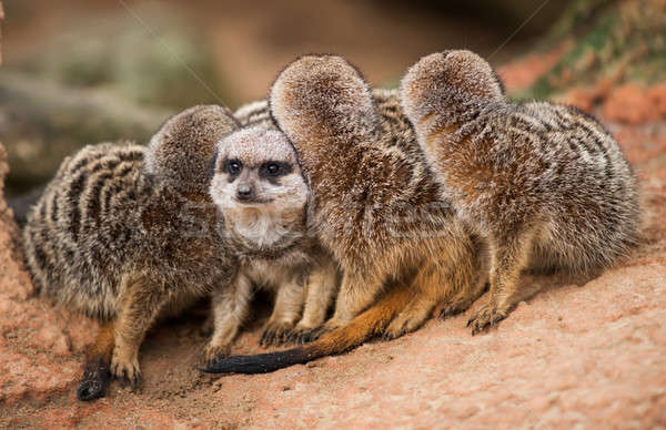 Be different: group of meerkats looking out Stock photo © Arsgera