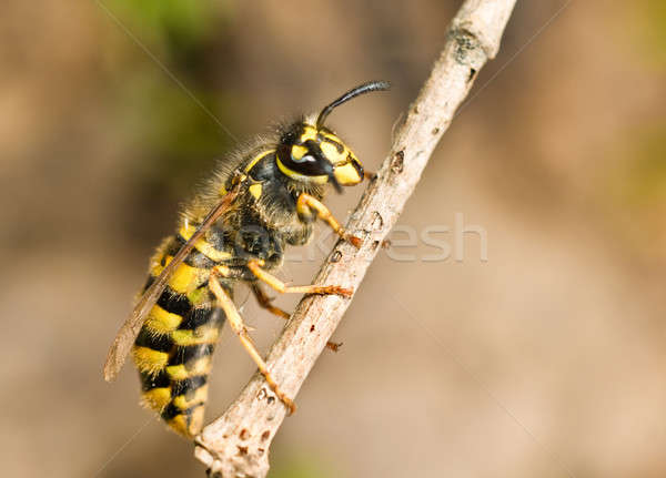 Groß Wespe dünne Zweig Frühling Tiere Stock foto © Arsgera
