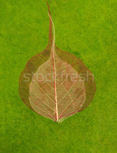 Green handmade asian paper with leaves Stock photo © Arsgera